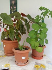 potted plant