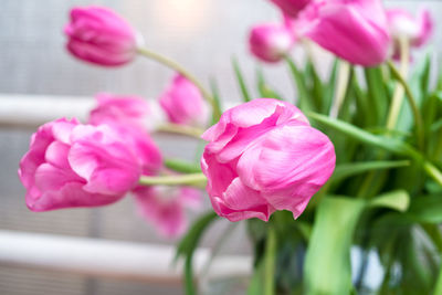 Close-up of pink tulip flowers