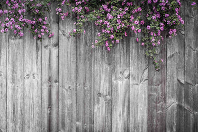 Close-up of purple flowering plants by fence