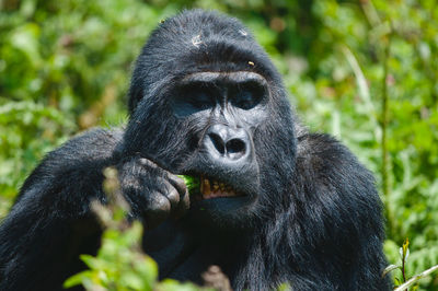 Close-up of monkey eating food