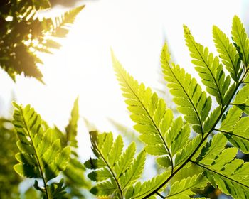 Close-up of leaves against clear sky