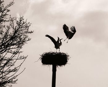 Low angle view of silhouette bird perching on tree against sky