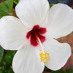 Close-up of white hibiscus blooming outdoors