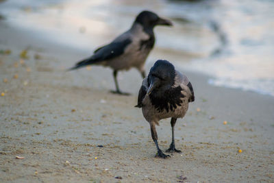 Bird on beach