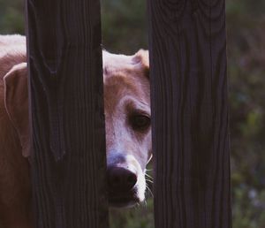 Close-up portrait of a horse