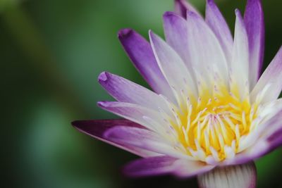 Close-up of purple water lily