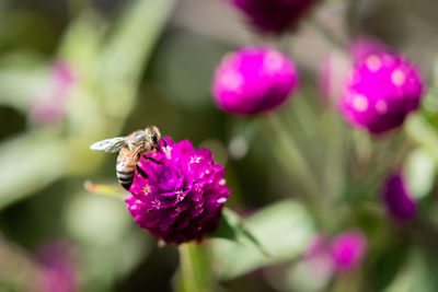 Close-up of insect on pink flower