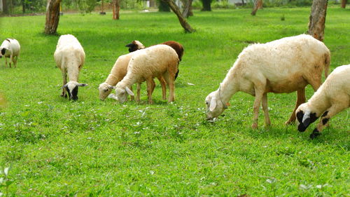 Sheep grazing on field