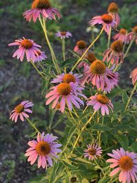 High angle view of pink flowering plants