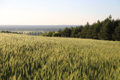 Scenic view of agricultural field against clear sky