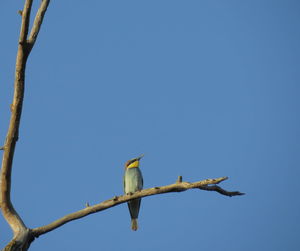 Low angle view of bird perching on branch