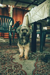 Portrait of dog standing on table