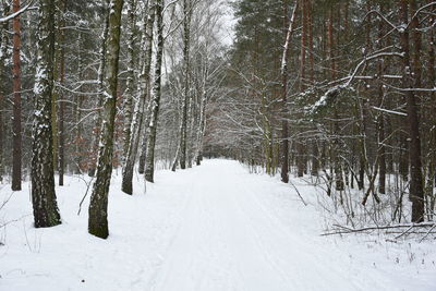 Trees on snow covered land