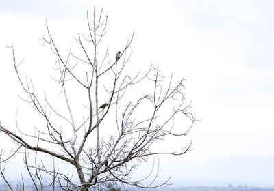 Low angle view of bare tree against sky