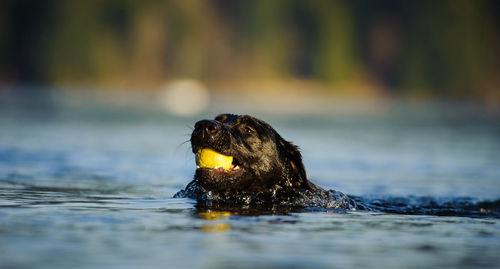 Black labrador retriever carrying ball in mouth at lake