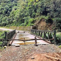 Footbridge in forest