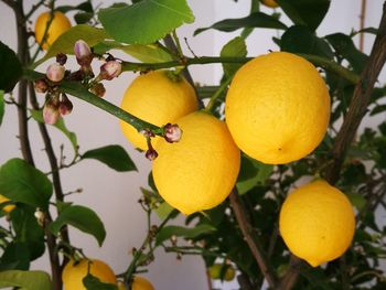 Close-up of fruits on tree