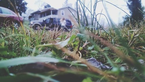 Surface level of grass