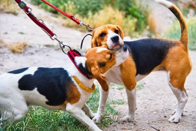 A cute beagle puppy kisses her mom. beagle dogs playing outdoors