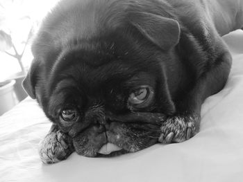 Close-up portrait of dog resting on bed at home