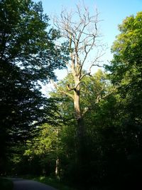 Trees against sky