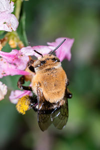 Close-up of butterfly on flower