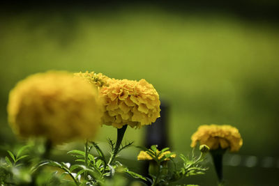 Close-up of yellow flowering plant