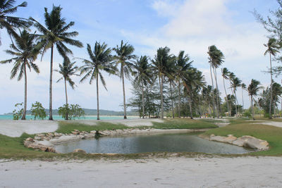 Palm trees on beach against sky