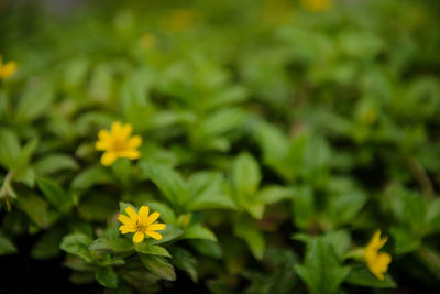 Close-up of yellow flowers blooming outdoors