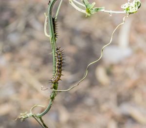 Close-up of plant growing outdoors