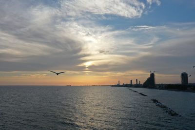 View of birds flying over sea during sunset