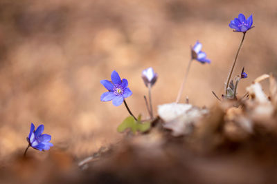 Close-up of purple flowering plant