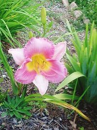 Close-up of pink flower