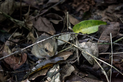 High angle view of lizard