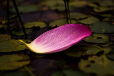 Close-up of pink lotus water lily in pond