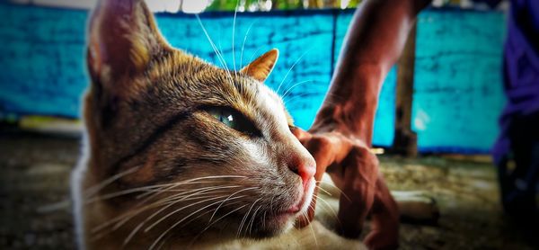 Close-up of cat looking away