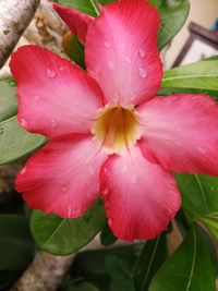 Close-up of pink day lily blooming outdoors