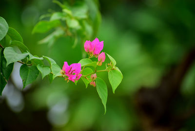 Close-up of pink flowering plant