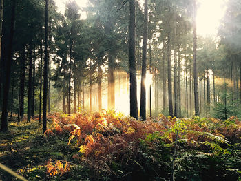 View of trees in forest