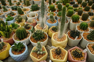 High angle view of potted plants