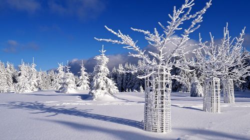 Trees on snow covered field