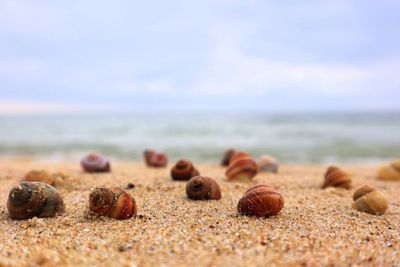 Close-up of shells on beach against sky