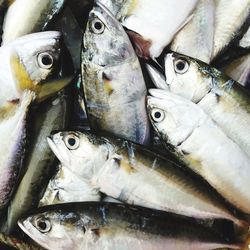 Close-up of fish for sale