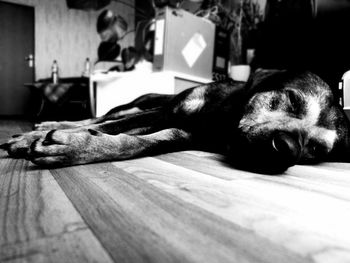 Dog sleeping on wooden floor