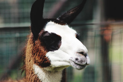 Close-up of a lama looking away