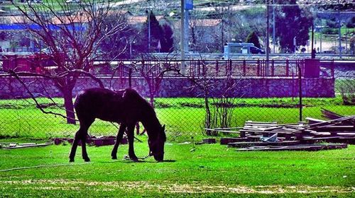 Horse grazing in pasture