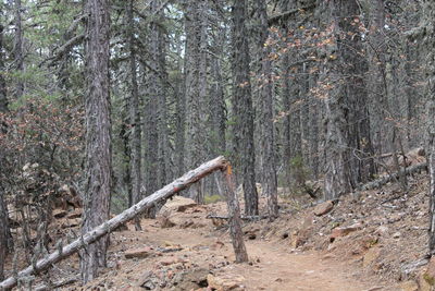 View of trees in forest