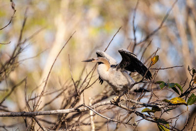 Juvenile anhinga bird called anhinga anhinga and snakebird near the nest 