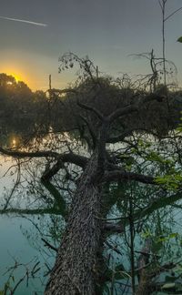 Bare tree by lake against sky during sunset