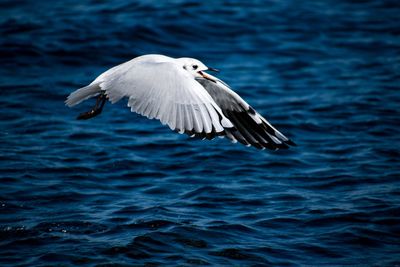 Seagull flying over sea